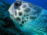 Close-up shot of the loggerhead turtle.
