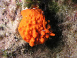 Sea scallop covered by encrusting orange sponge.