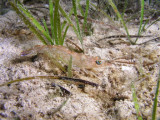One of numerous shrimp seen on our night dive.