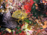 A colorful overhang with sponges and a feather seastar.