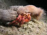 Hermit crab seen on a night dive.  His load of anemones helps to keep him save from octopuses.