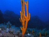 Orange finger sponge