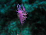 Another of my favorite nudibranchs.