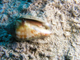 A creature peeking out from its shell.