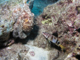 Can you see the octopus now? The painted comber is pointing right at it.