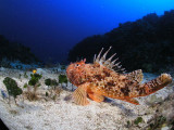 Very large scorpionfish at 140 feet--yikes, what was Bob doing that deep?