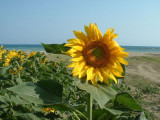 I think Ill call this one Sea the Sunflower