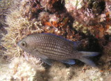 Chromis