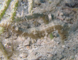 This gives the viewer a good idea of the camoflouge the seahorse uses to hide