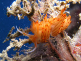 Orange nudibranch, or Dondice banyulensis