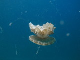 It turns out that it is an upside-down jellyfish.