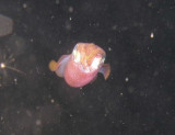 Here is a squid on the night dive we did at Ovacik.