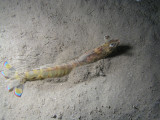 I found out it was a very large tiger prawn--this one could have been a meal by itself