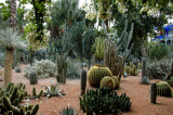 cacti garden