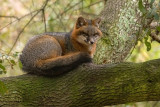 Foxy Lady in a Tree