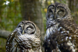 Sleepy Owls