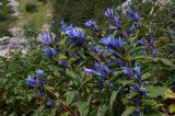 Flowers near Jablan Jezero