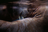 Walrus kiss, LOceanografic