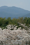 Arashiyama