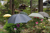 Umbrella garden, Engaku-ji, Kamakura