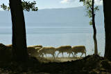 Sheep by the lake