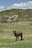 Donkey in Galičica National Park