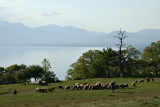 Sheep near Šiponko