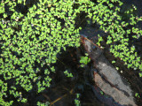 Life on the Pond II