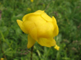 Flowers00085.jpg