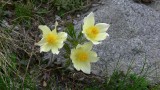 Flowers00115.jpg