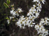 Flowers00127.jpg