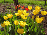 Tulips G7 ISO100 Edit_0278.jpg