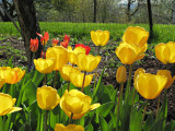 Tulips ISO 400 Edit_0280.jpg
