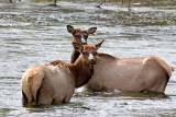 ElkFem_5822.jpg