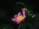 D20_7390.jpg