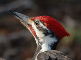 D21_2666 Crop.jpg