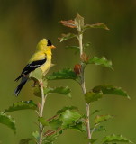 DSC_7556.jpg