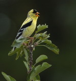 DSC_7985.jpg