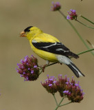 DSC_8015.jpg
