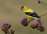 DSC_8017.jpg