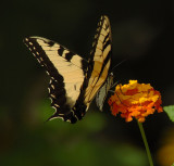 DSC_8510.jpg