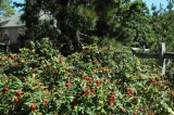 dsc_1307.jpg