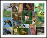 FramedBirdCollage.jpg