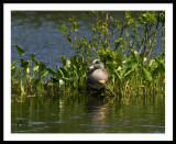 MaleAmericanWigeon.jpg