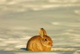 Its a Wabbit