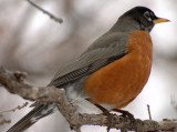 American Robin