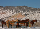 Cold Horses