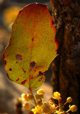 Backlit