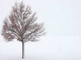 Whiteout