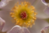 Shallow DOF